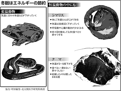 ほっかいどうサイエンス １０ 冬眠する動物たち シマリスは体温４度に 北海道新聞 Nie